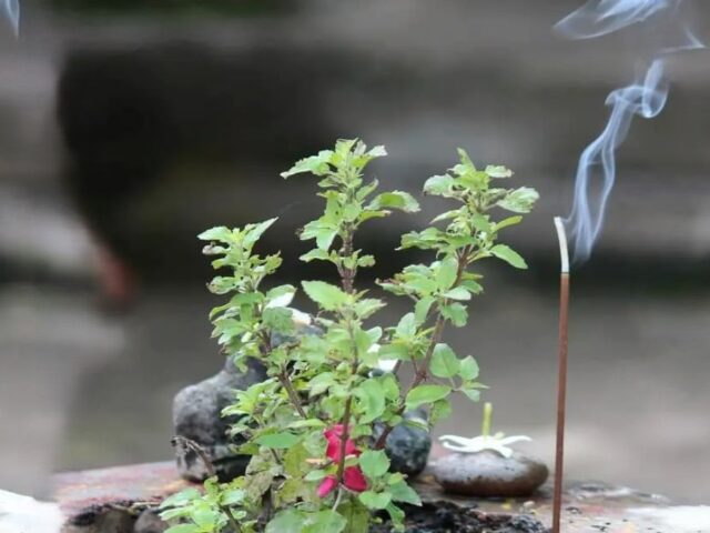 कृष्ण पक्ष की एकादशी को जरुर करें तुलसी से जुड़े ये उपाय, जानें पूजा के महत्व और इसके ज्योतिषीय लाभों के बारे में..