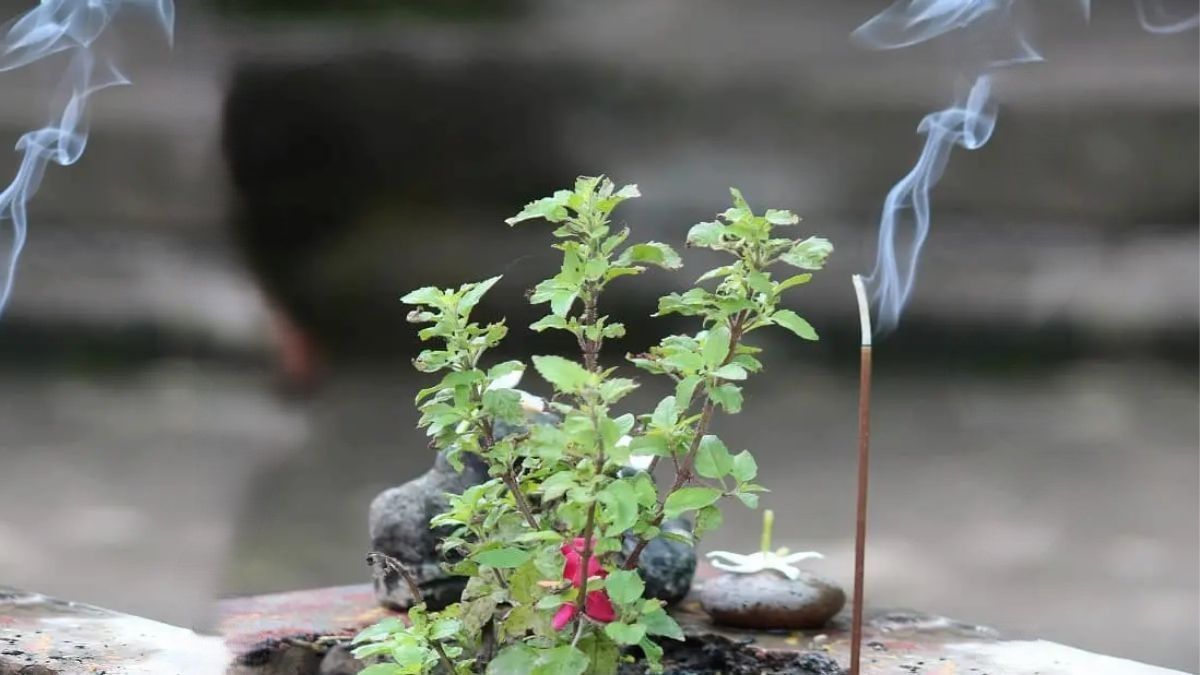 कृष्ण पक्ष की एकादशी को जरुर करें तुलसी से जुड़े ये उपाय, जानें पूजा के महत्व और इसके ज्योतिषीय लाभों के बारे में..
