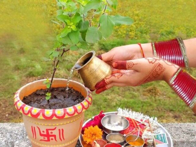 25 दिसंबर को क्यों मनाया जाता है तुलसी पूजन दिवस, जानें कब और कैसै हुई इसकी शुरुआत व धार्मिक महत्व